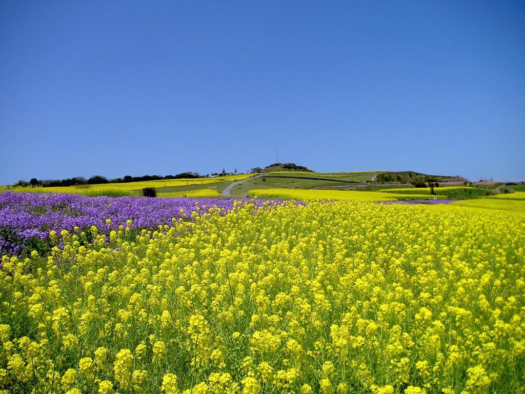 แกรนด์ นิกโกะ อาวาจิ Hotel Awaji ภายนอก รูปภาพ